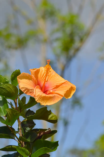 istock Yelloe wild Flower 1449124922