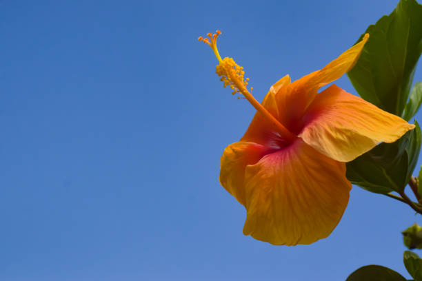 istock Yelloe wild Flower 1449124940