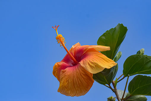 Costa Rican Wild Flower