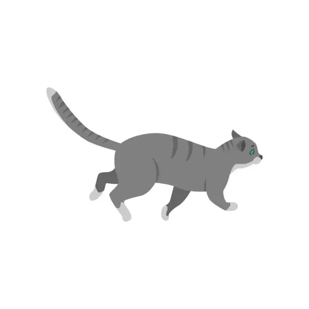 Vector illustration of Cute gray cat cartoon character walking vector illustration
