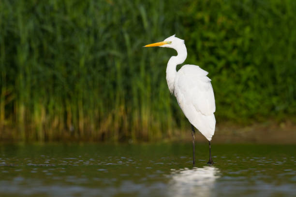 istock Bird Egretta alba Great Egret white bird on dark black background White Heron 1449125317
