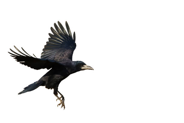 istock Rook Corvus frugilegus flying black bird isolated on white background 1449125607