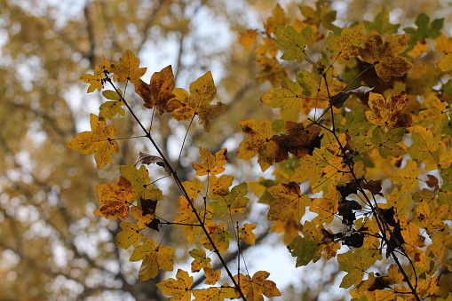 Yellow leaves in the forest in autumn