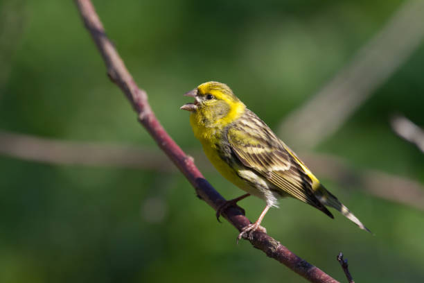 istock Bird European serin Serinus serinus perched on the tree, Poland Europe 1449127366