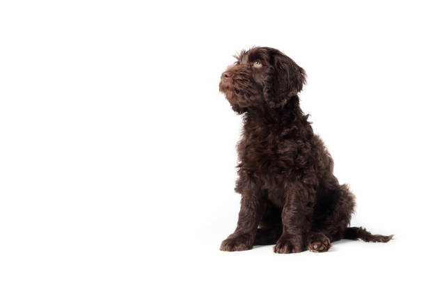 istock Isolated puppy sitting and looking up. 1449127969
