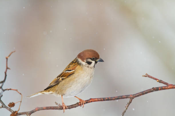 istock Bird - Tree sparrow Passer montanus perching on tree, blurred background, wildlife Poland Europe, winter time 1449127994
