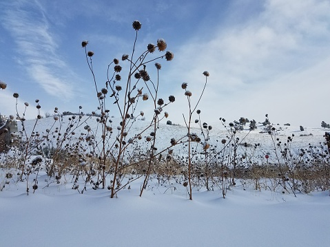 Colorado Winter vegetation snow white out