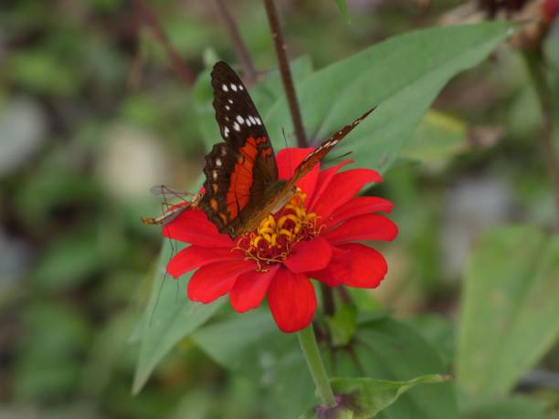 istock Butterfly on the verge of taking flight 1449129413