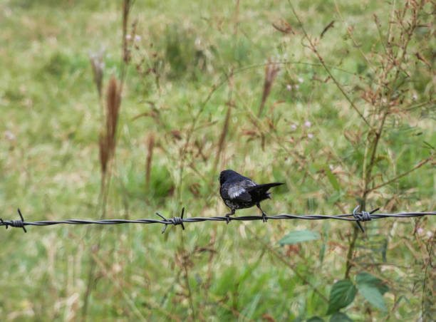 Small bird on the barbed wire stock photo