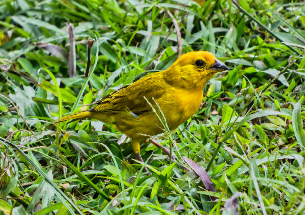Canary standing on the grass stock photo