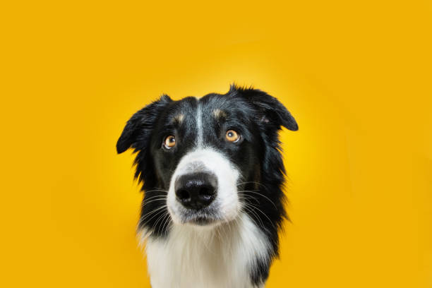 istock Obedience dog concept. Attentive Border collie dog with concentrate face expression, Isolated on yellow background 1449131545
