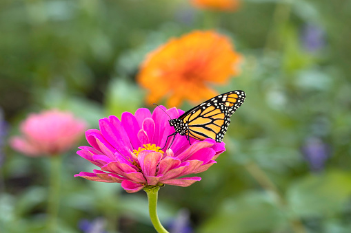 Newly eclosed monarch butterfly resting on a zinnia