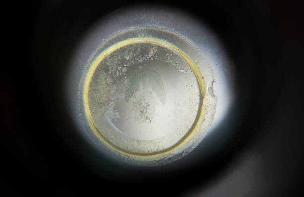 Microscopic view of Agaricus bisporus fungus.