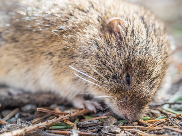 istock A closeup of a Common vole, Microtus arvalis, on the ground with a blurry background 1449133225