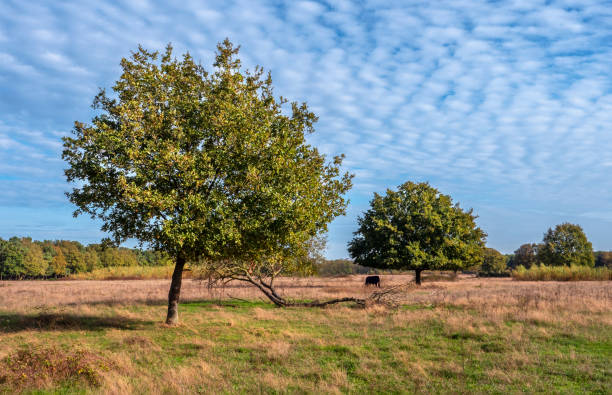Wisent of Europese Bizon onder een boom in het natuurgebied de Maashosrst in de nederlandse provincie Brabant