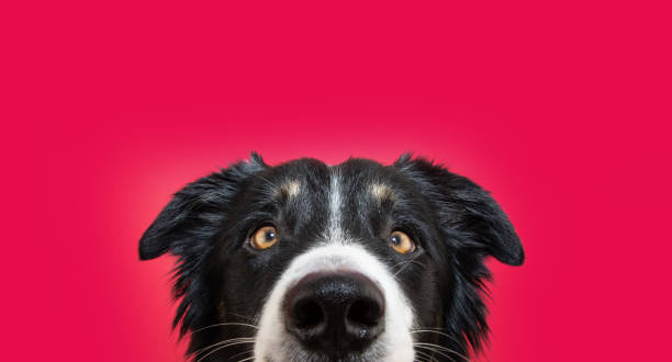 Curious border collie dog hide and looking at camera. Isolate on magenta background