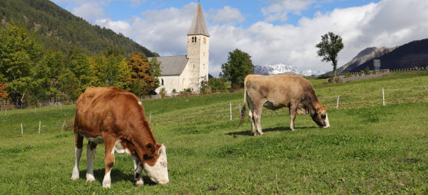 istock a cow on a pasture in south tyrol 1449133707