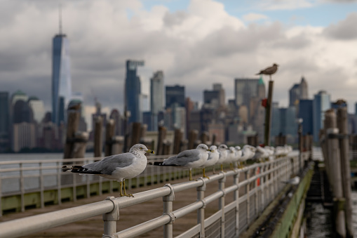 Two seagulls in front of New York City Skyline