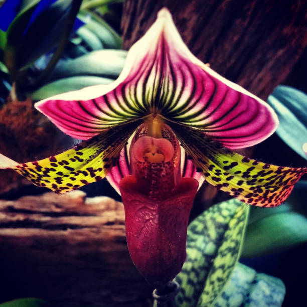 Focus on slipper orchid bloom
