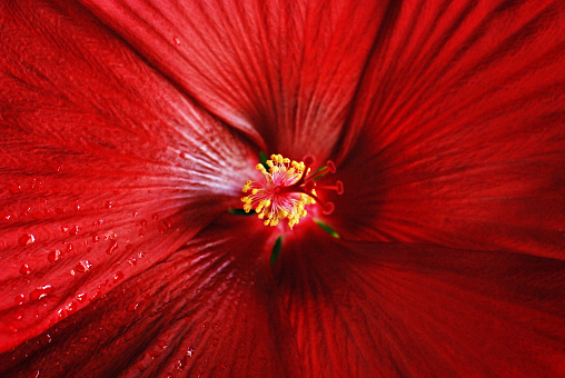 Red Hibiscus Flower at Closeup
