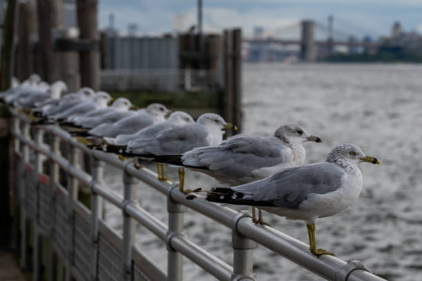 istock Seagulls at the pier on the Liberty Island. 1449134584