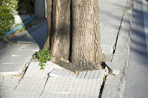 Growing tree is breaking sidewalk