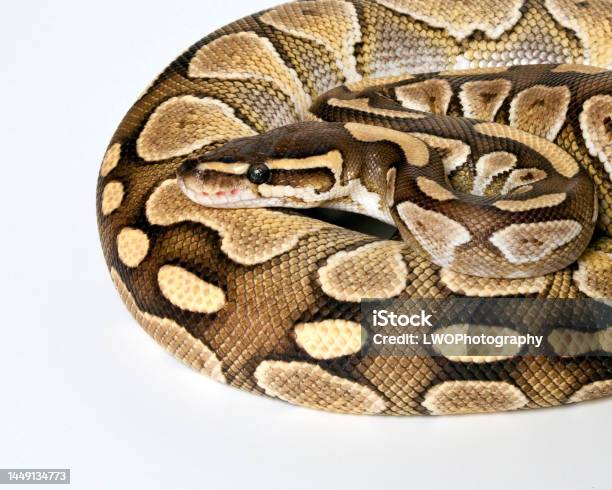 Lesser Ball Python Stock Photo - Download Image Now - Animal, Animal ...