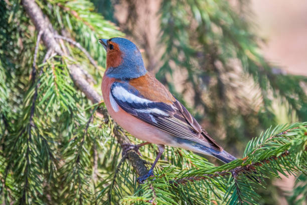 istock Common chaffinch, Fringilla coelebs, sits on a branch in spring on green background. Common chaffinch in wildlife. 1449135132