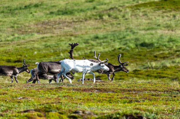 istock Reindeer in Northern Norway 1449136622
