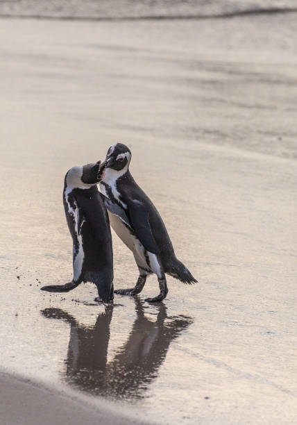 istock African Penguins at Boulders Beach 1449136625