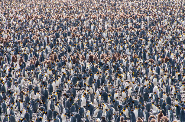 istock King Penguins on Salisbury plains 1449136706