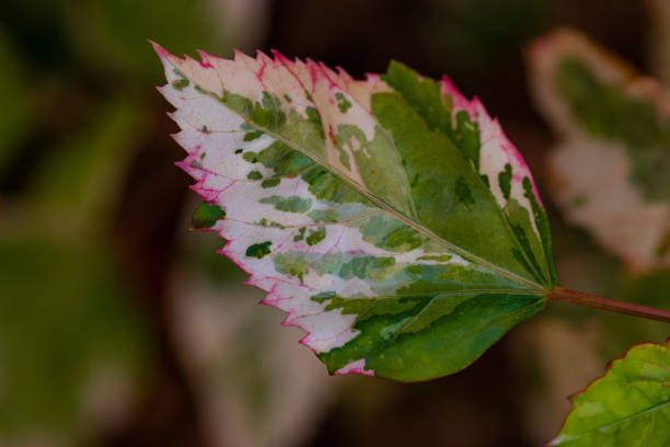 istock Flowers and leaves 1449137123