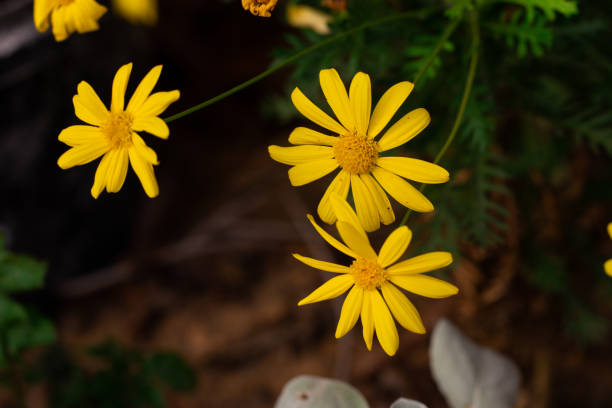 istock Flowers and leaves 1449137327