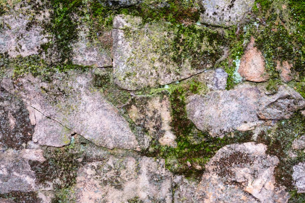 istock Stacked stone wall with green mossy growth. 1449137860