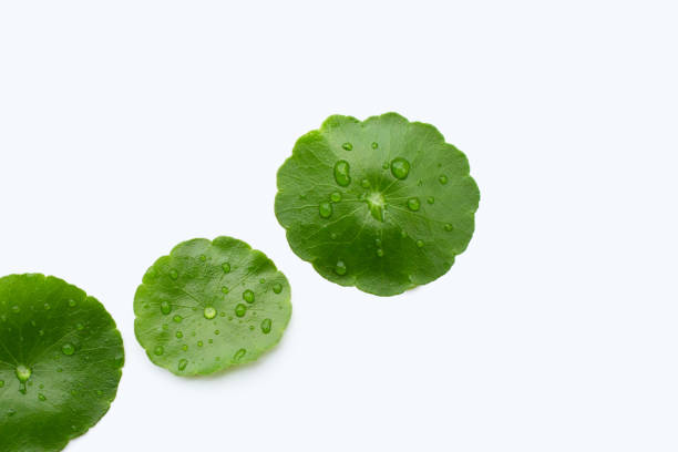 istock Fresh green centella asiatica leaves with rain drop 1449138524