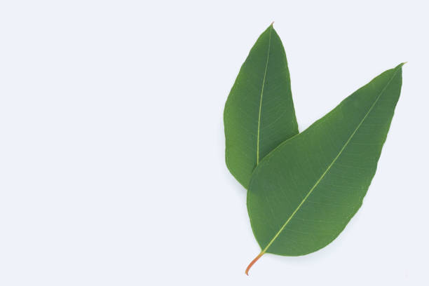 istock Eucalyptus leaves on white background. 1449138630