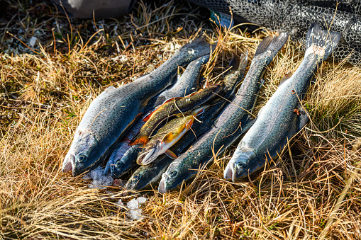 Freshly caught fish lying in the grass