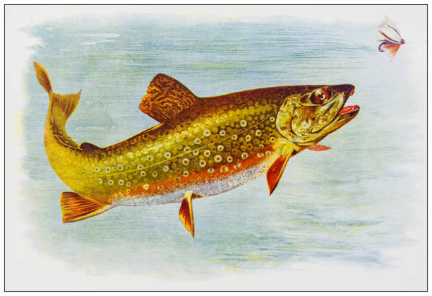 ilustraciones, imágenes clip art, dibujos animados e iconos de stock de imagen en color de la naturaleza antigua: trucha de arroyo - speckled trout illustrations