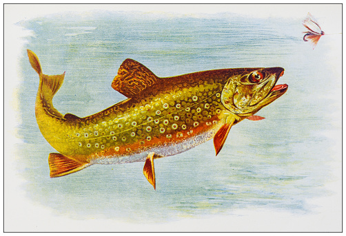 Antique nature color image: Brook trout