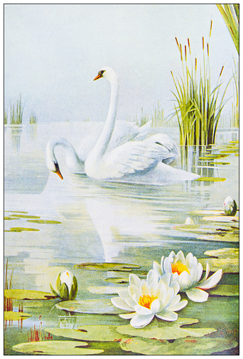 Antique ornithology color image: Swans