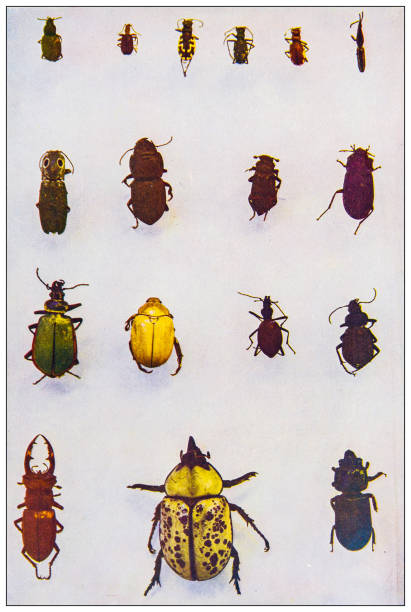 Antique nature color image: Beetles collection