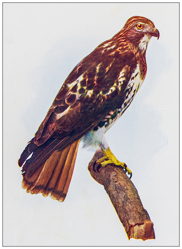 Antique ornithology color image: Red Tailed Hawk