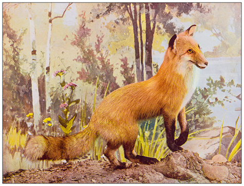 Antique nature color image: American Red Fox