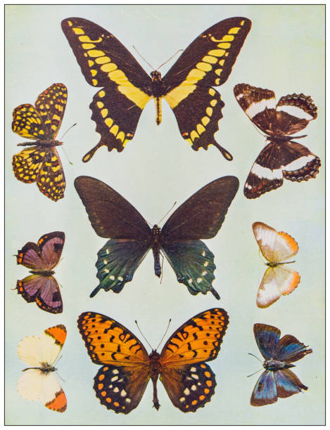 ilustraciones, imágenes clip art, dibujos animados e iconos de stock de imagen en color de la naturaleza antigua: mariposas - victorian style engraved image lepidoptera wildlife