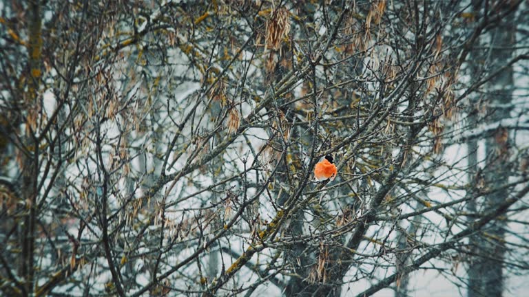 Eurasian Bullfinch male eating nuts