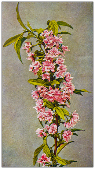 Antique nature color image: Flowering almond tree