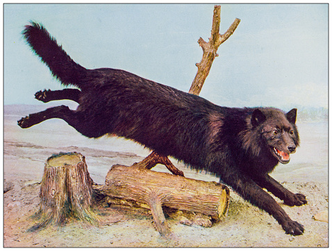 Antique nature color image: Black wolf