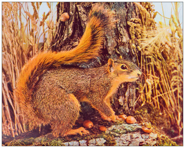 Antique nature color image: Fox Squirrel
