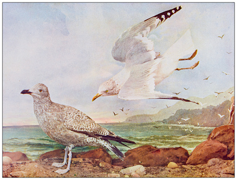 Antique ornithology color image: American Herring Gull