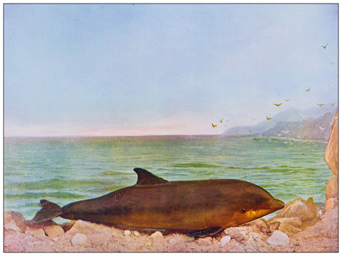 Antique nature color image: Bottle Nose Dolphin
